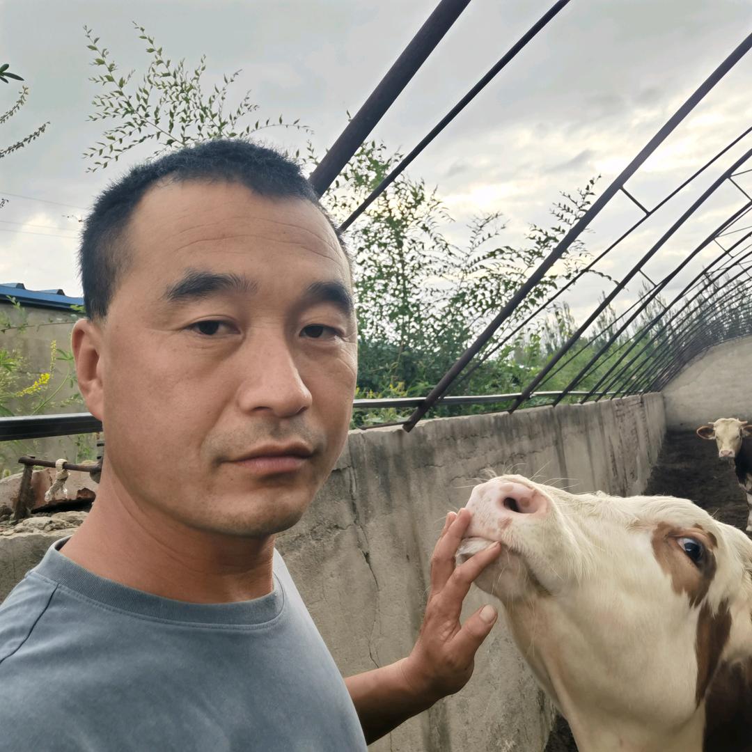 通辽肉牛好
