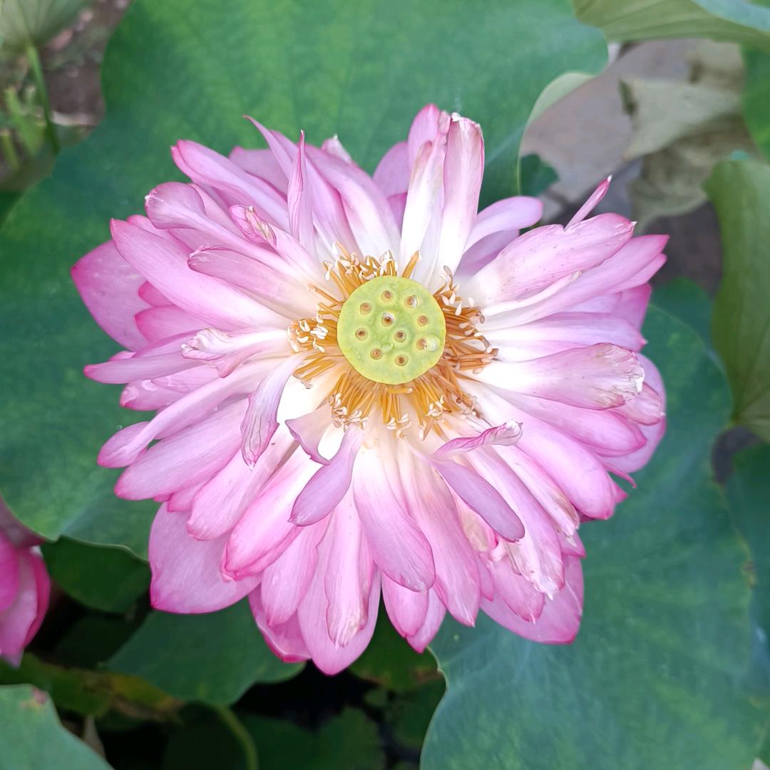 开心快乐李福香