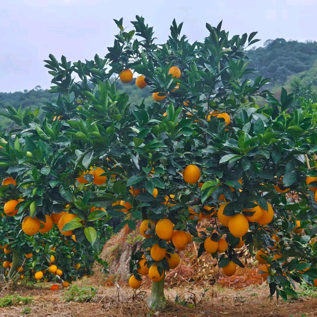 老胡农产品优品铺子