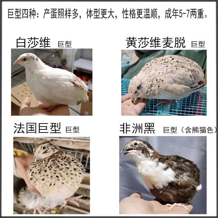 农场优选甄选
