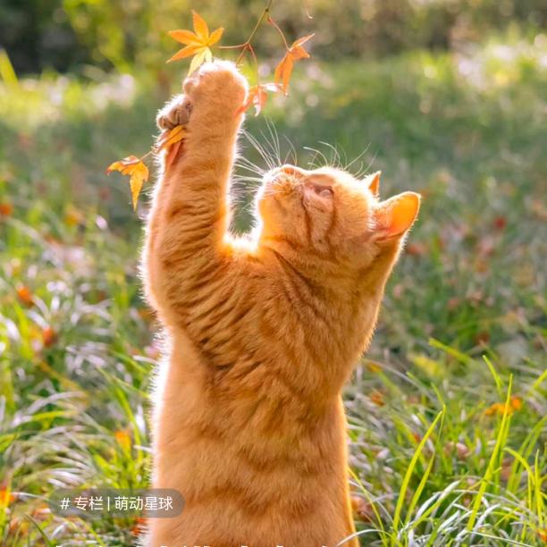 上海芯堂滋补专营店