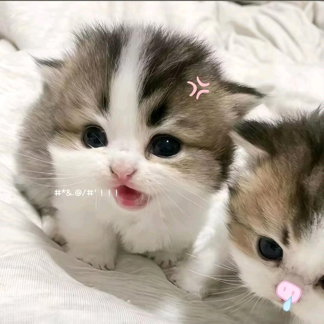 装呆