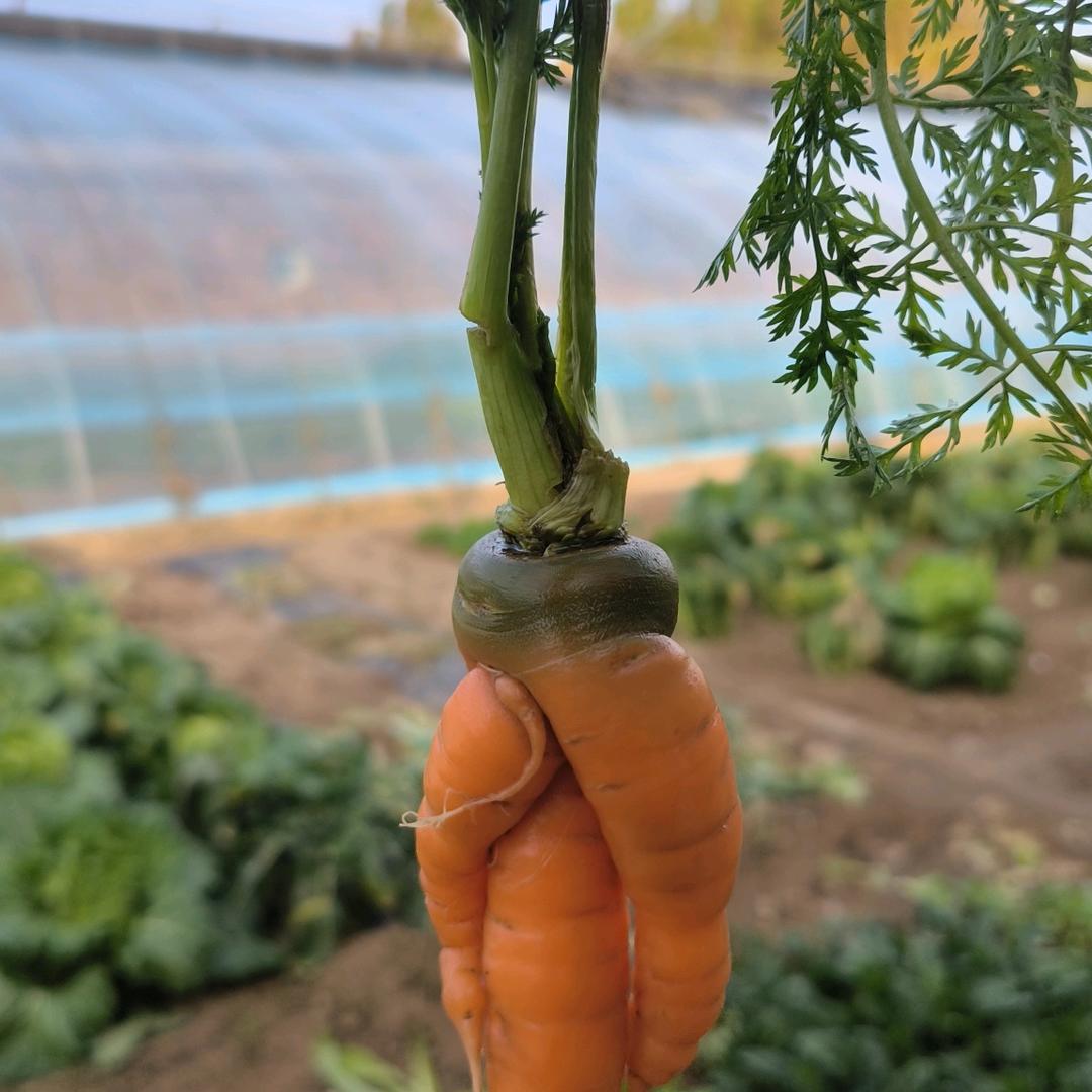 安逸