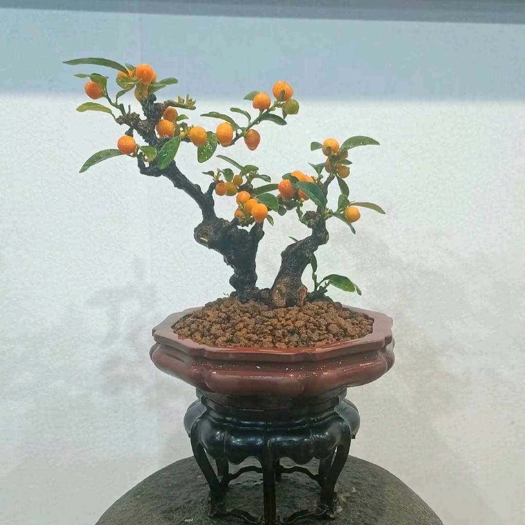 谦谦盆景。