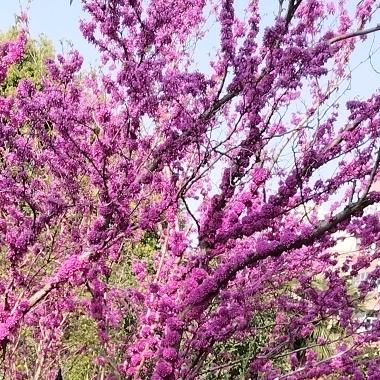 小花