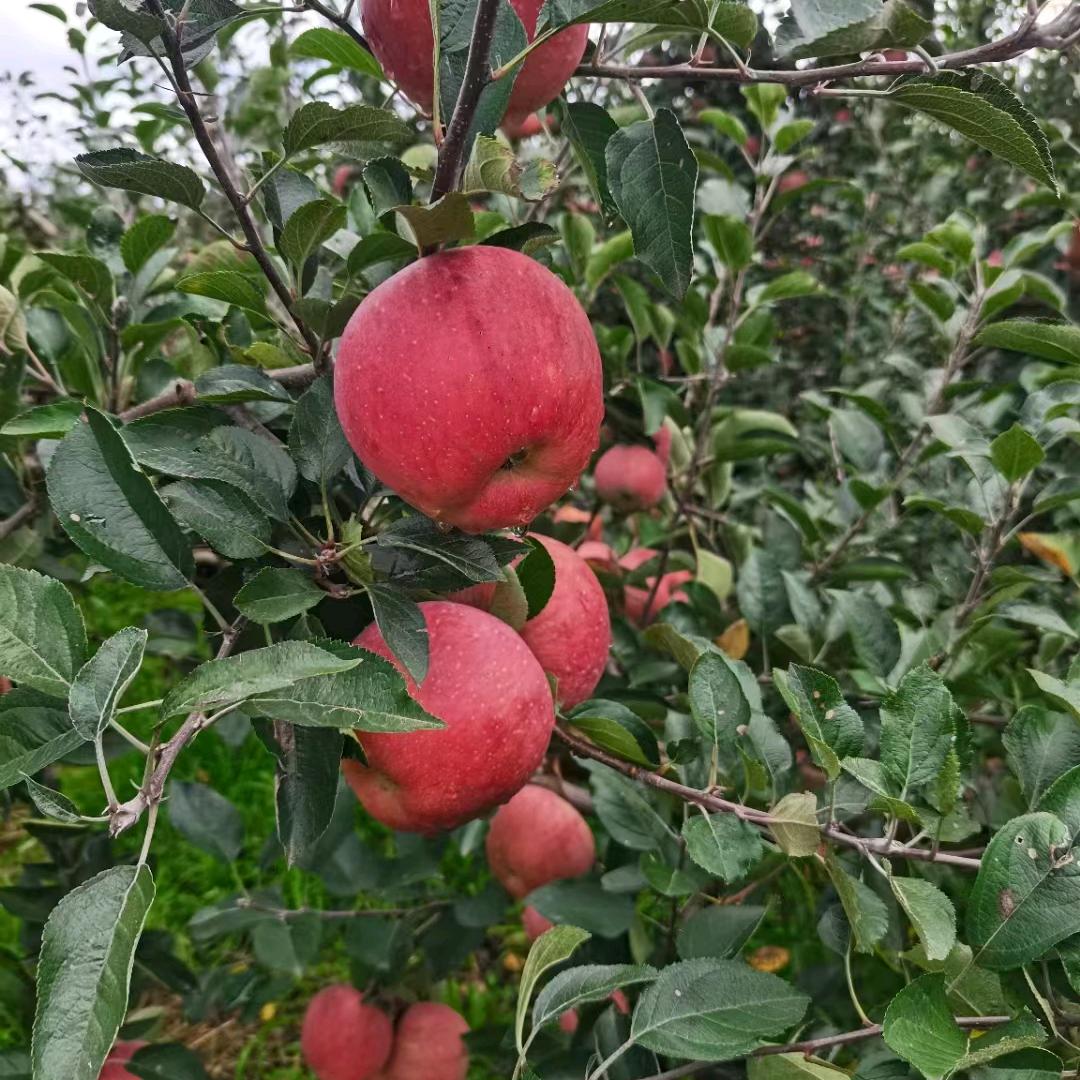 自家果园(招代理)