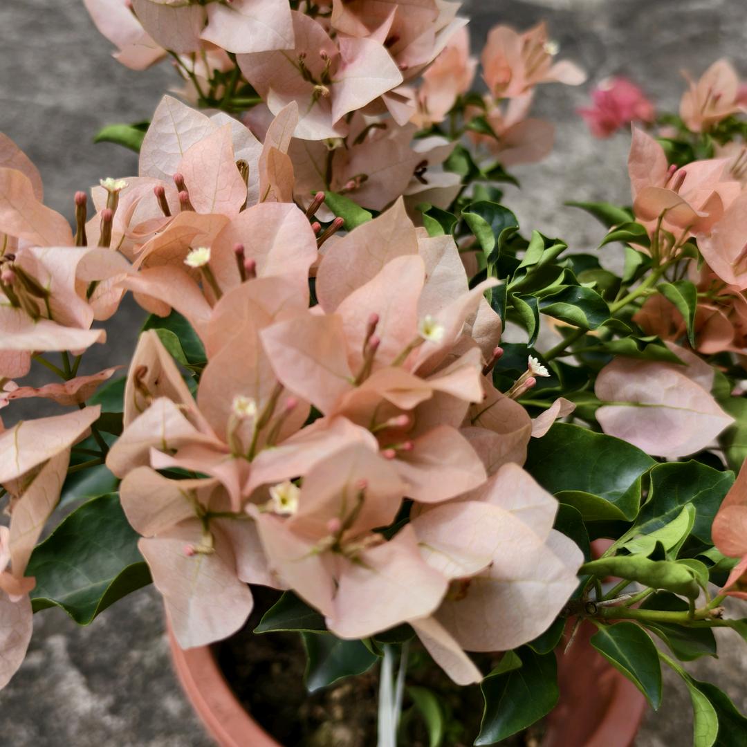 花非花精品三角梅