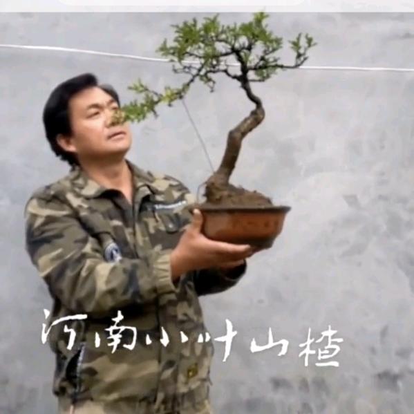 兄弟盆景。