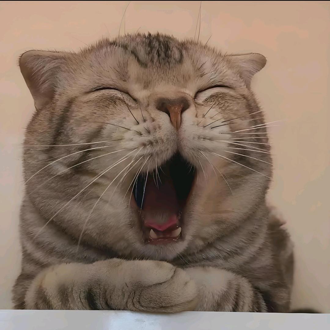 小贺
