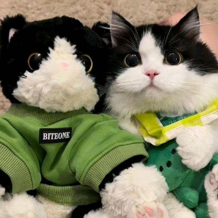 🥀猪猪兰🐽