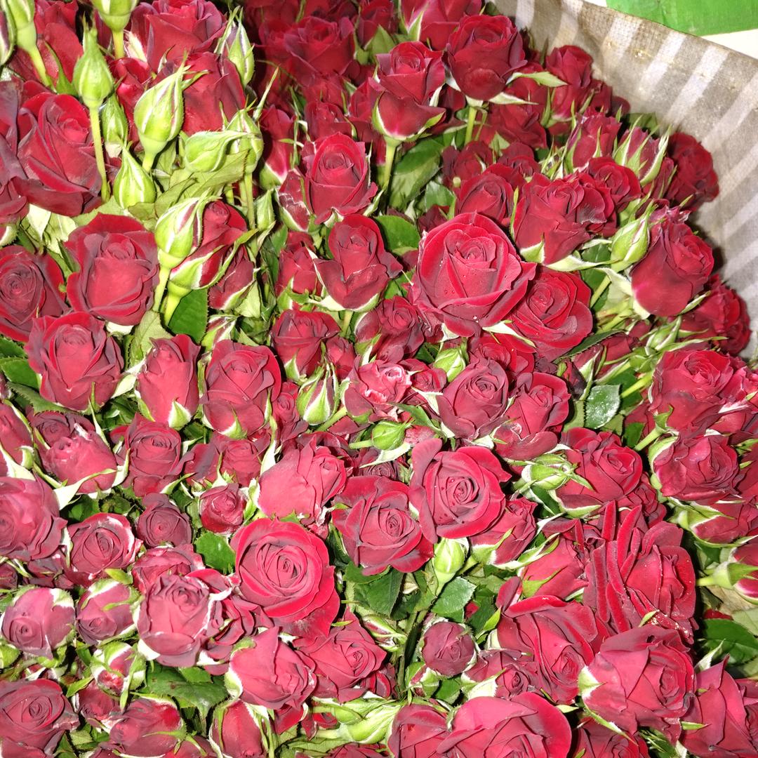 瑞腾农业科技玫瑰苗直销批发