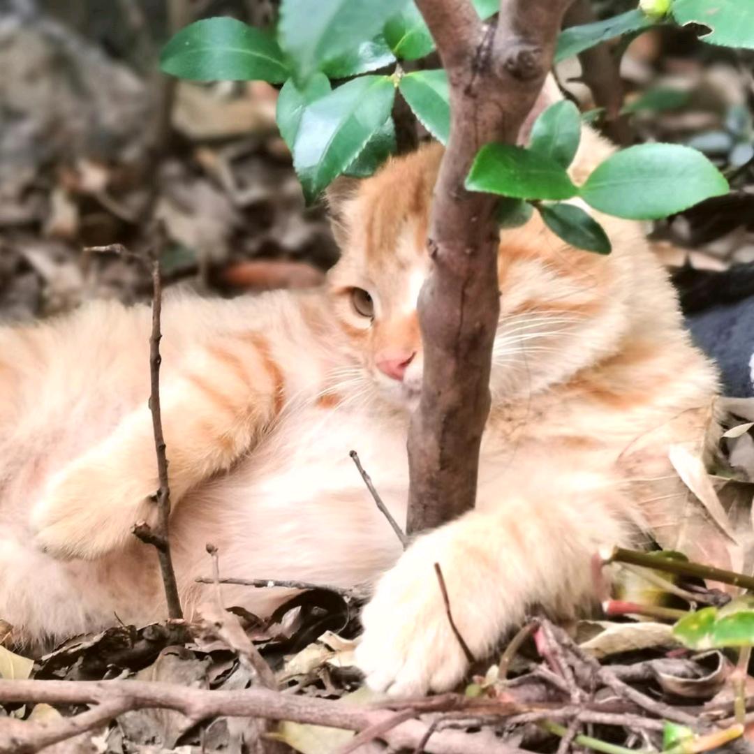 月灯下的猫