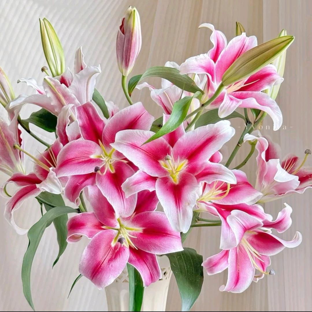 花满屋花舍同城送