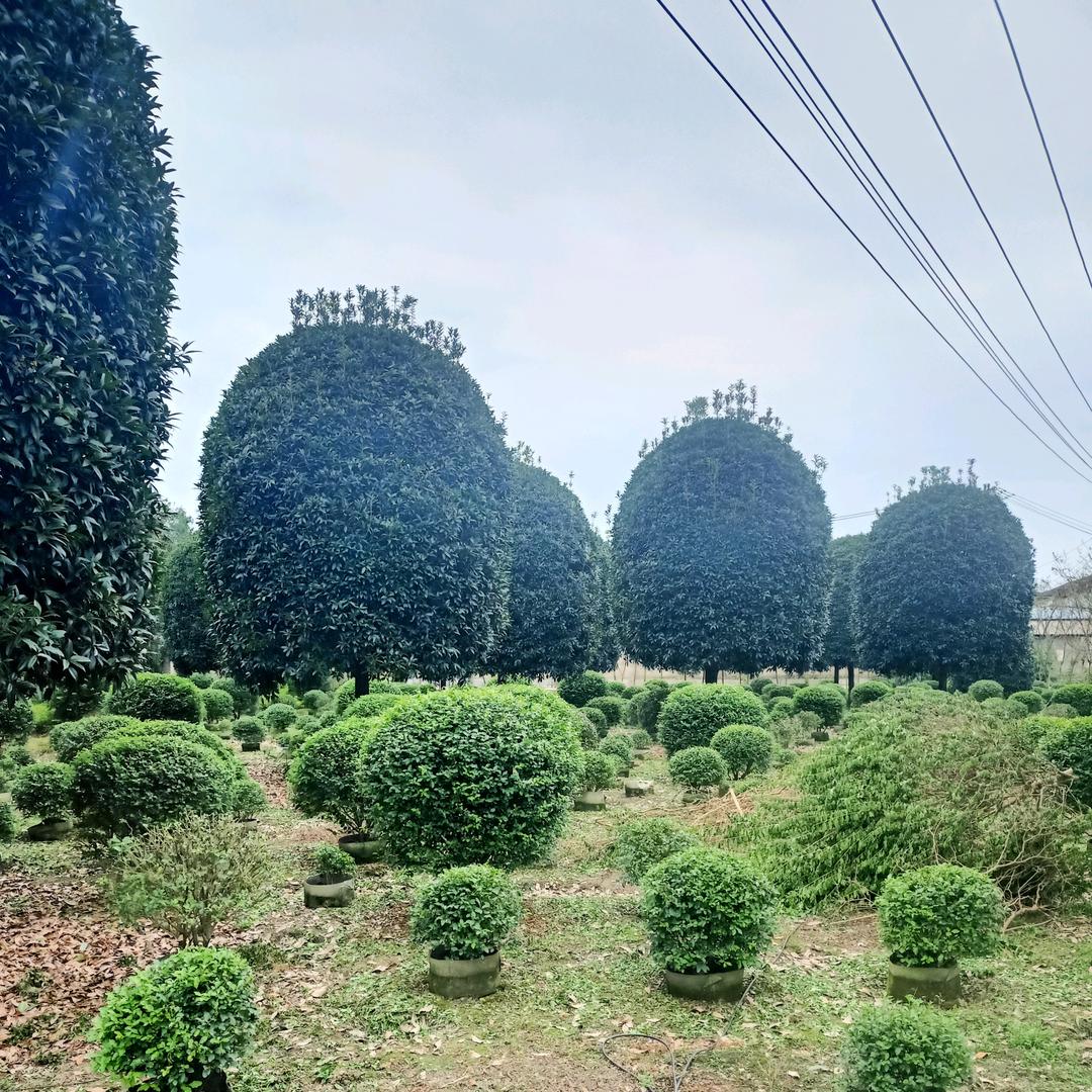 成都桂花王子《园林绿化》