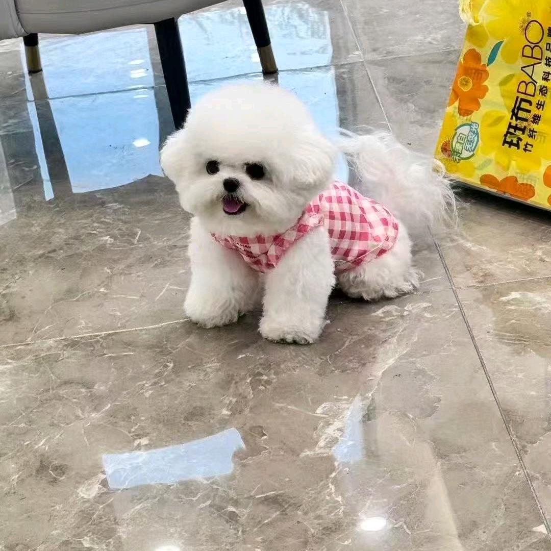 红白花泰迪公爵