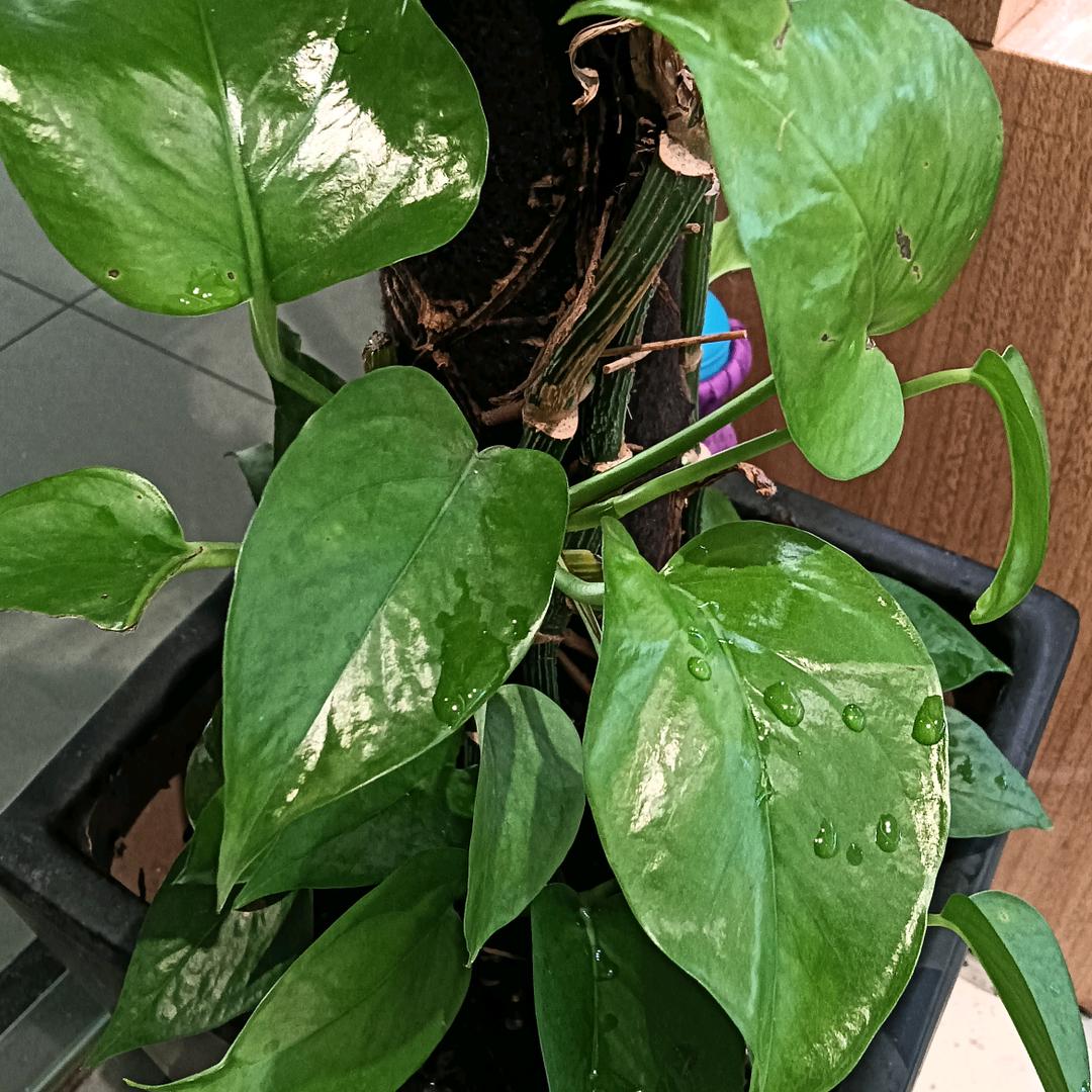 错爱一生