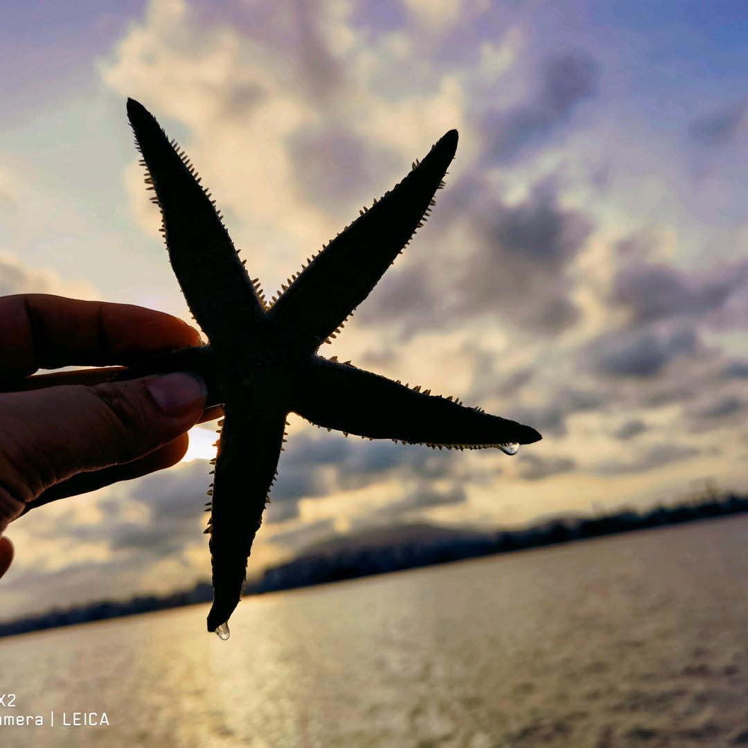 番茄🍅爱吃西红柿