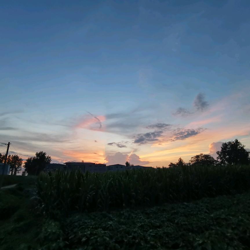 对酸笋过敏的胡萝卜🥕