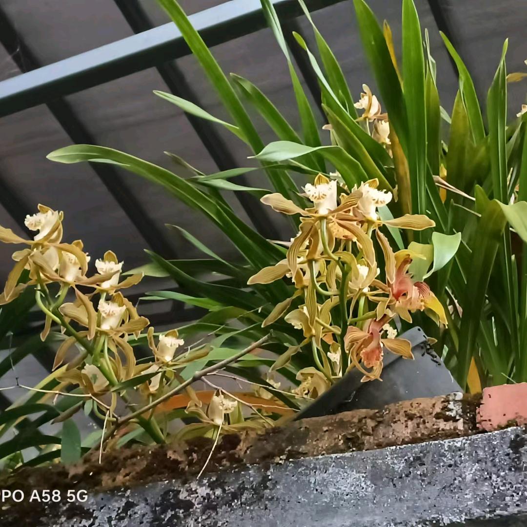 鲜花常开，