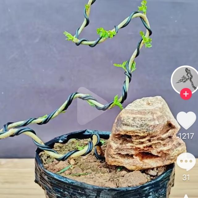 ♥青青杉栀拾♥