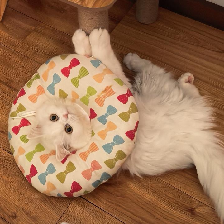 tangcat