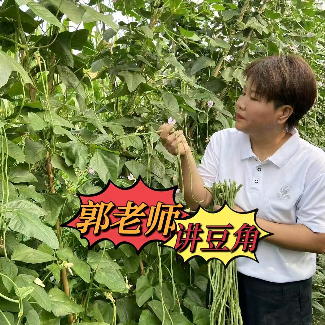 郭老师讲豆角（善堂镇巧娣农资）