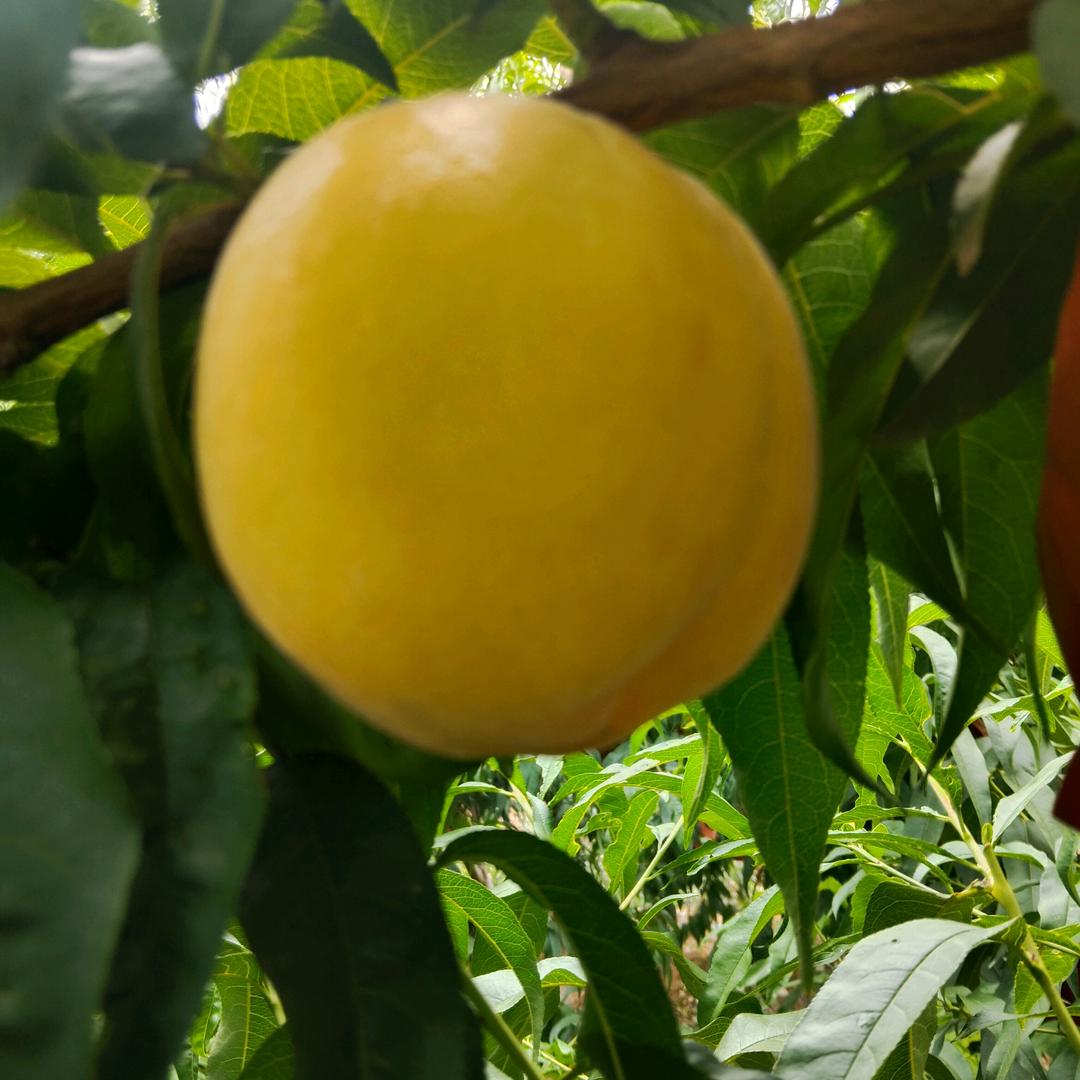 江村峰哥(水果种植金凤黄桃)