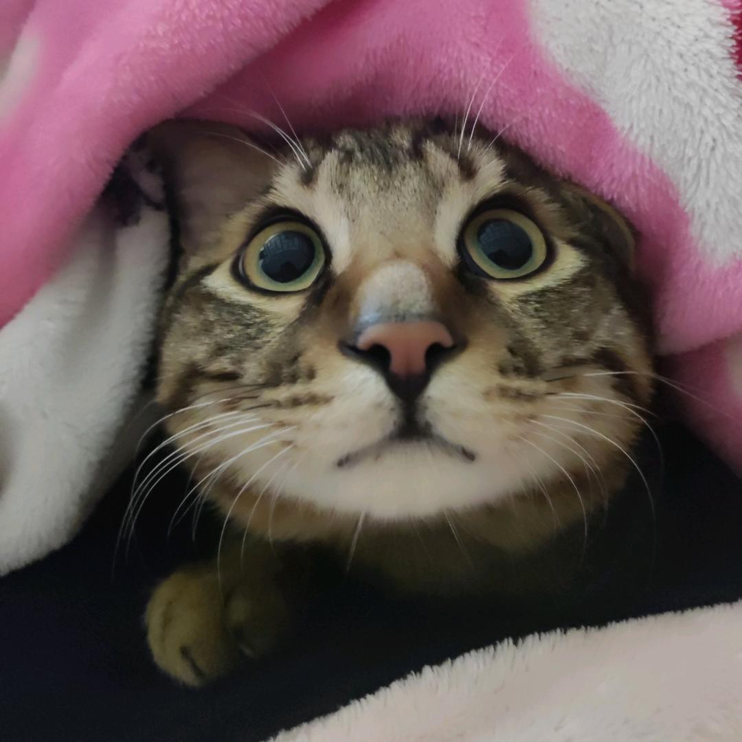 🌈香菜泡饭🦄