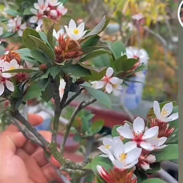 海岛栀子花相思树🌲