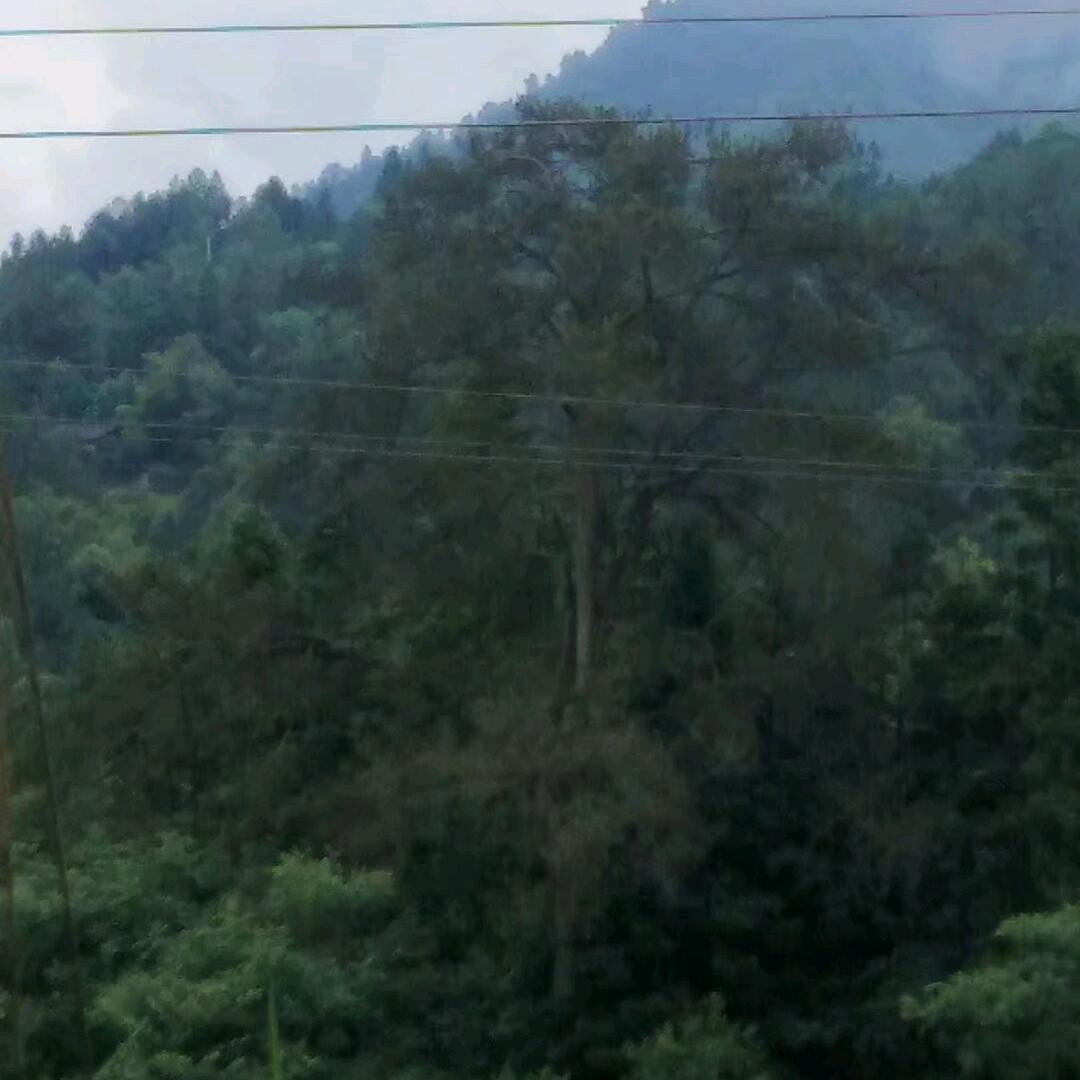 劲松
