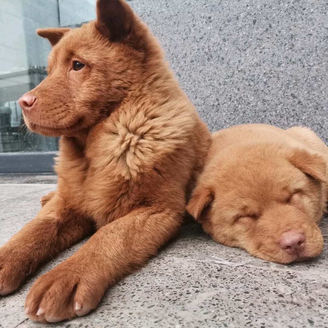 兽药小杨还有宠物粮（五红五黑犬）