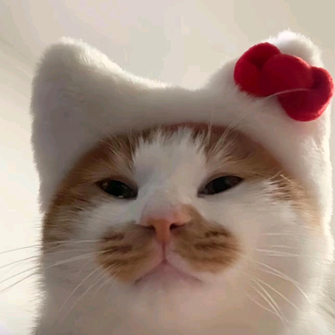 kitty.