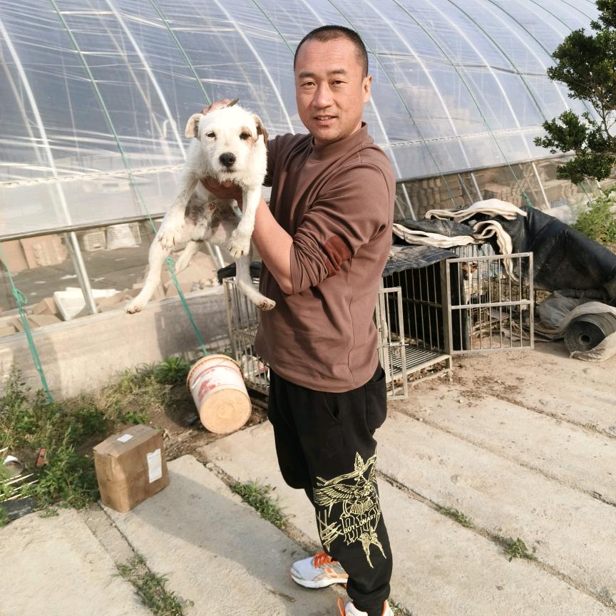 杰克罗素梗(牧师)