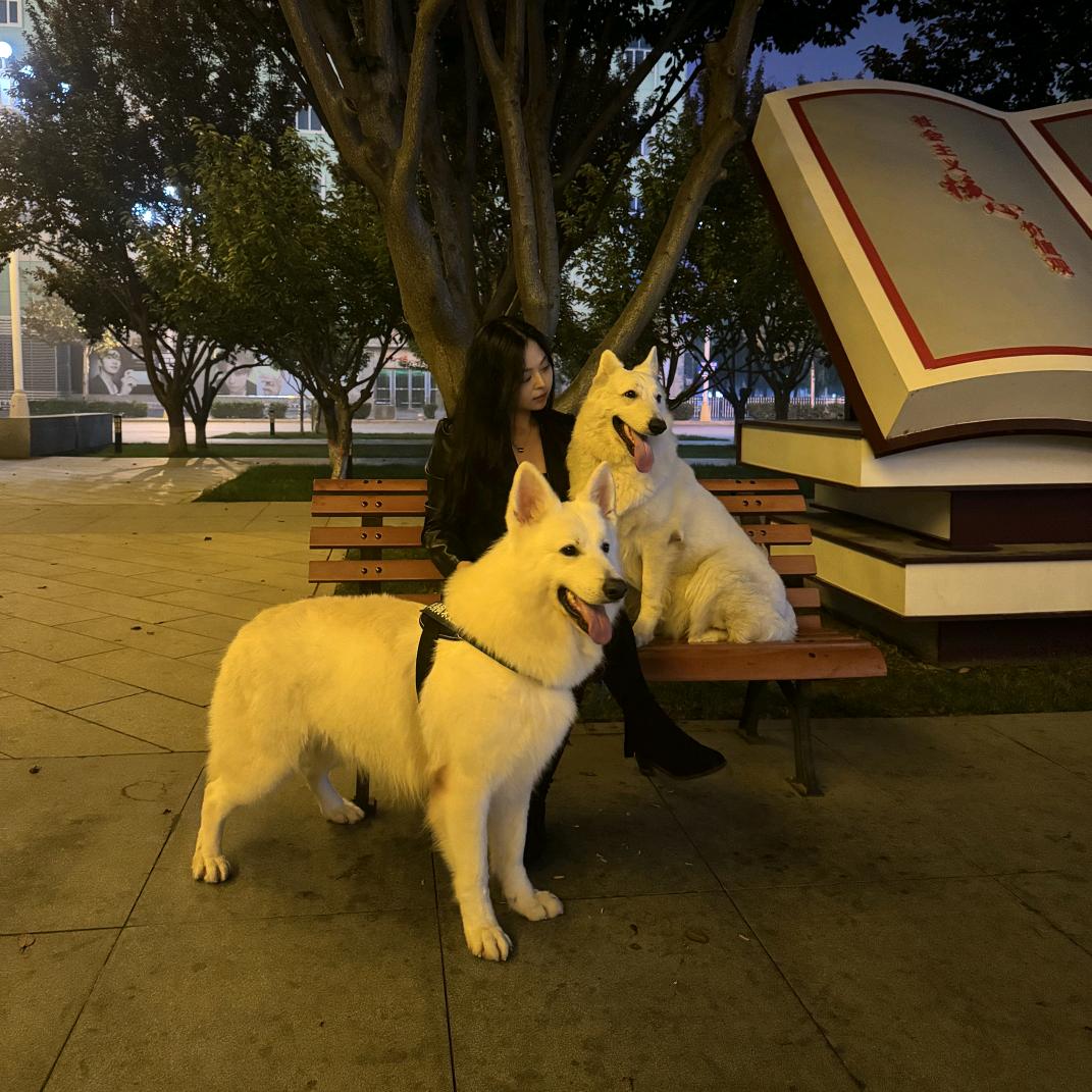 瑞士牧羊犬的饲养员~梓默