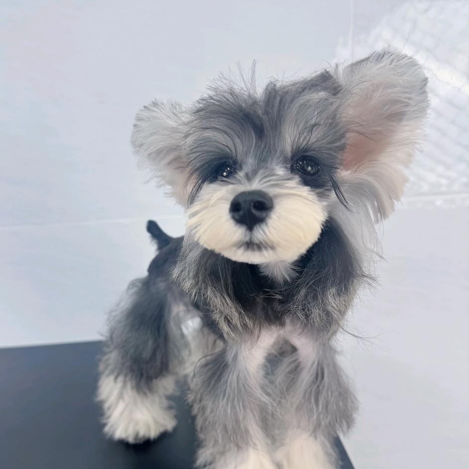 择宠家的雪纳瑞