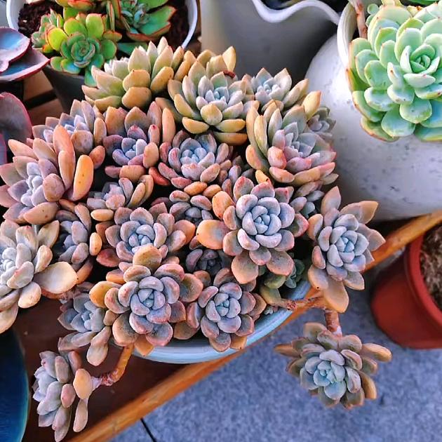 李芳
