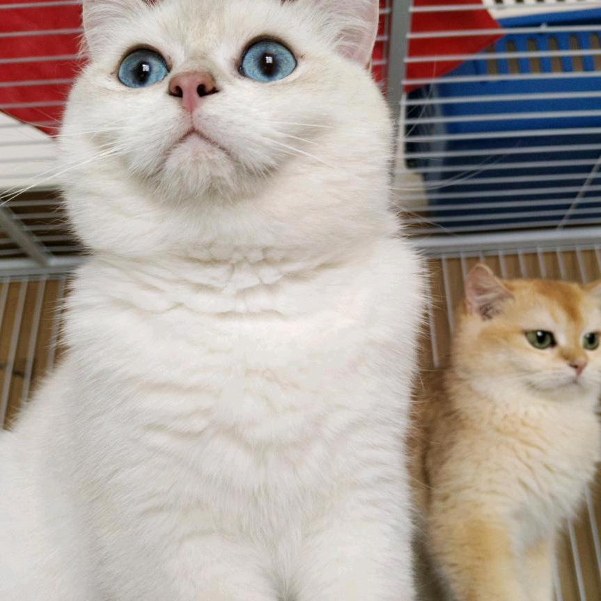 蛋蛋猫舍（可售）