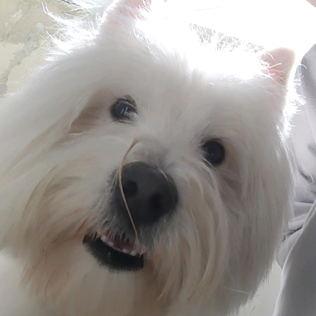 煤球是只大白狗🐶