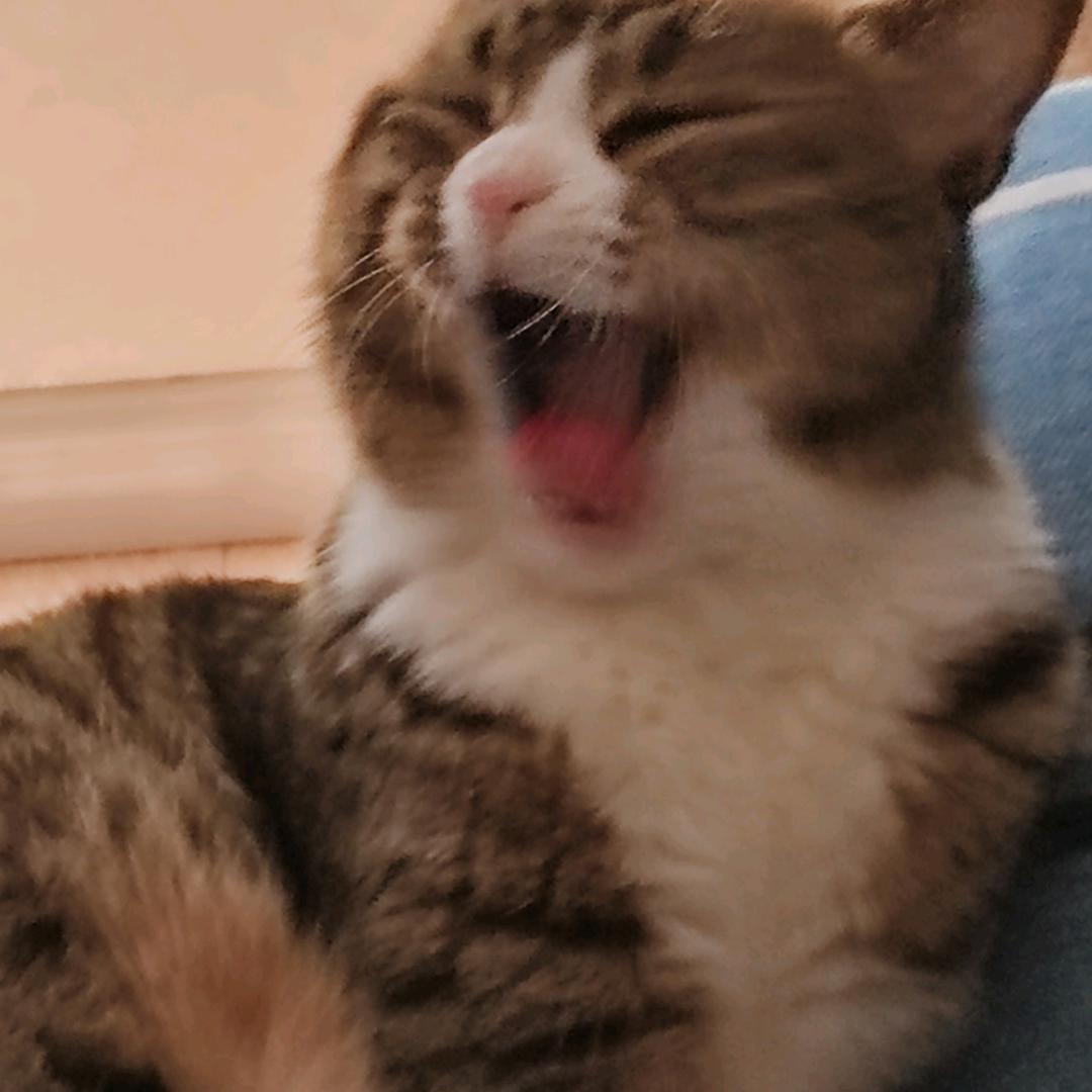 小赵有猫啦（见过千玺版）