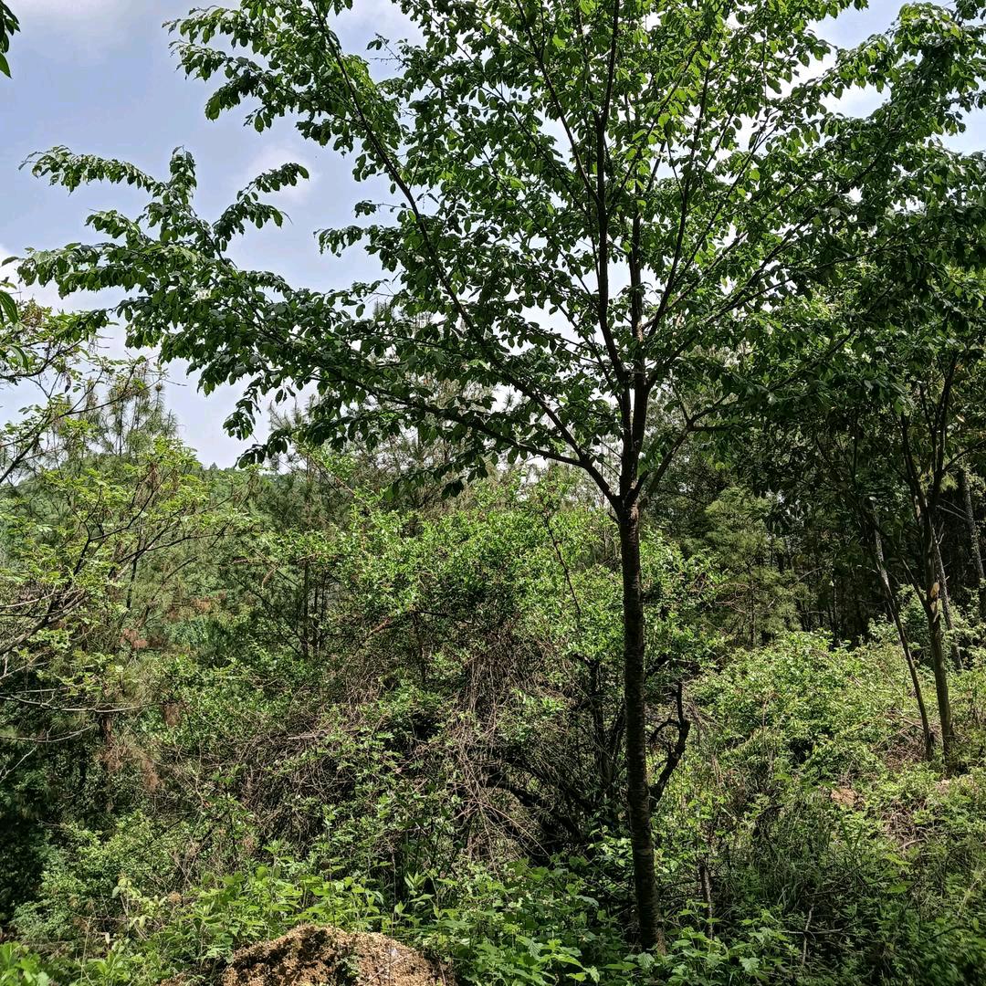 🌸回🌿忆🌸疼🌲人🌸