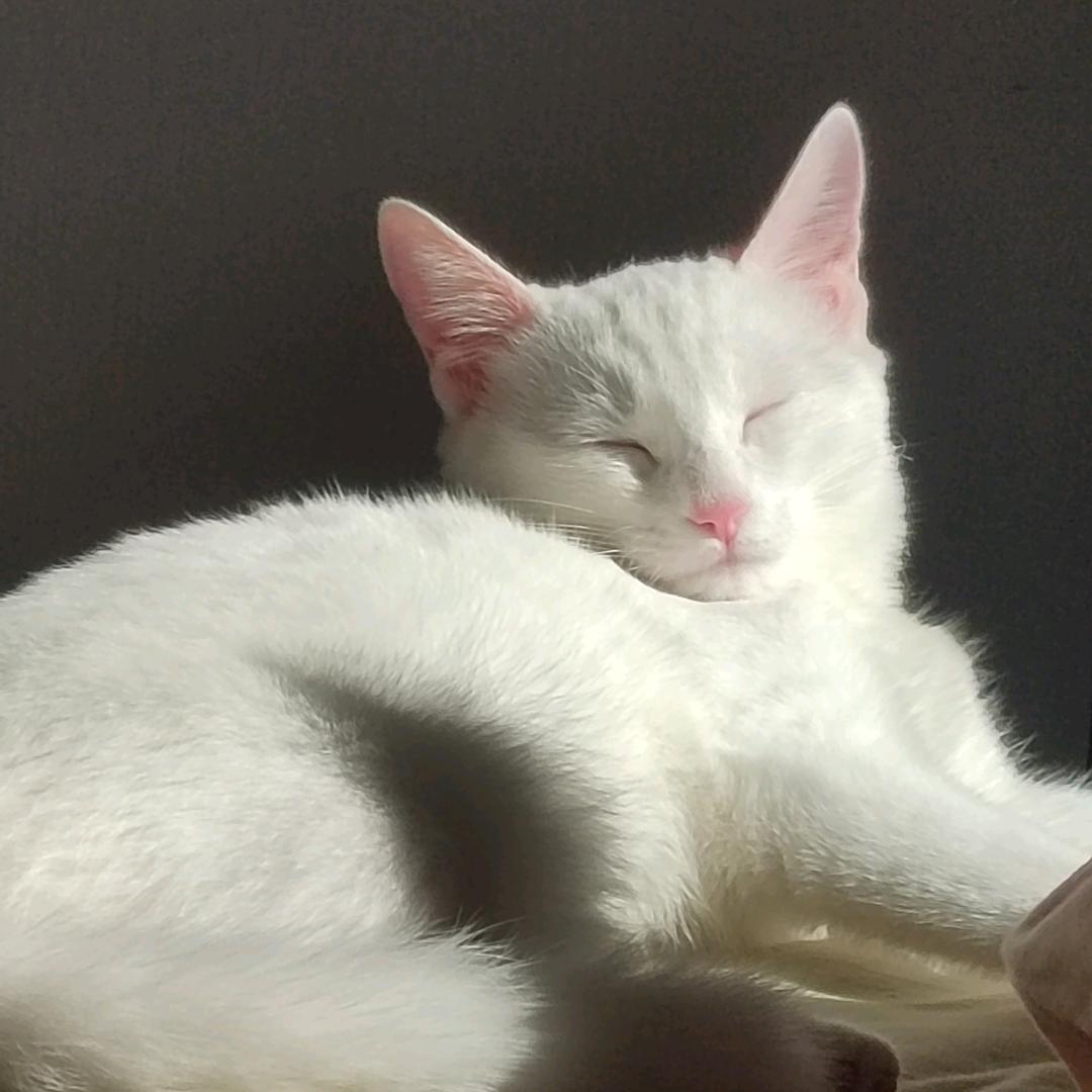 平顶山中芽小庞✨