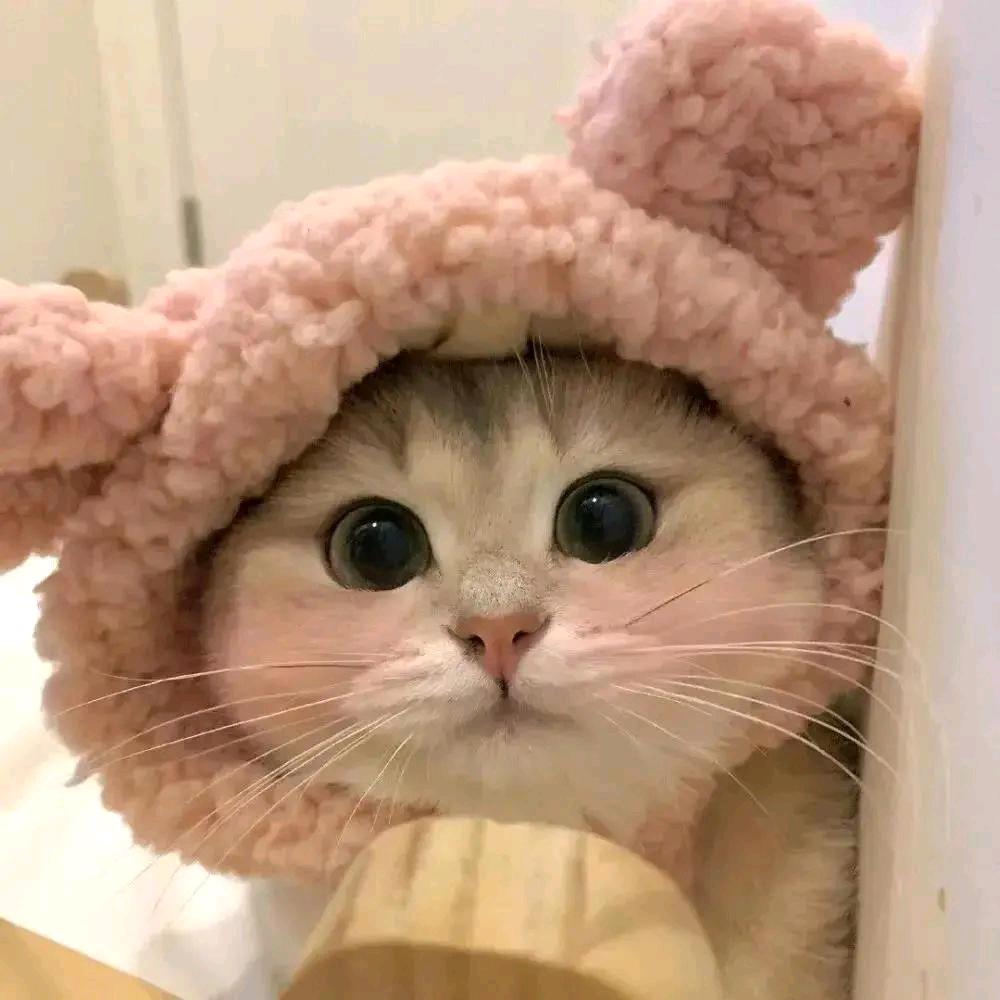 小仙猫浅陌