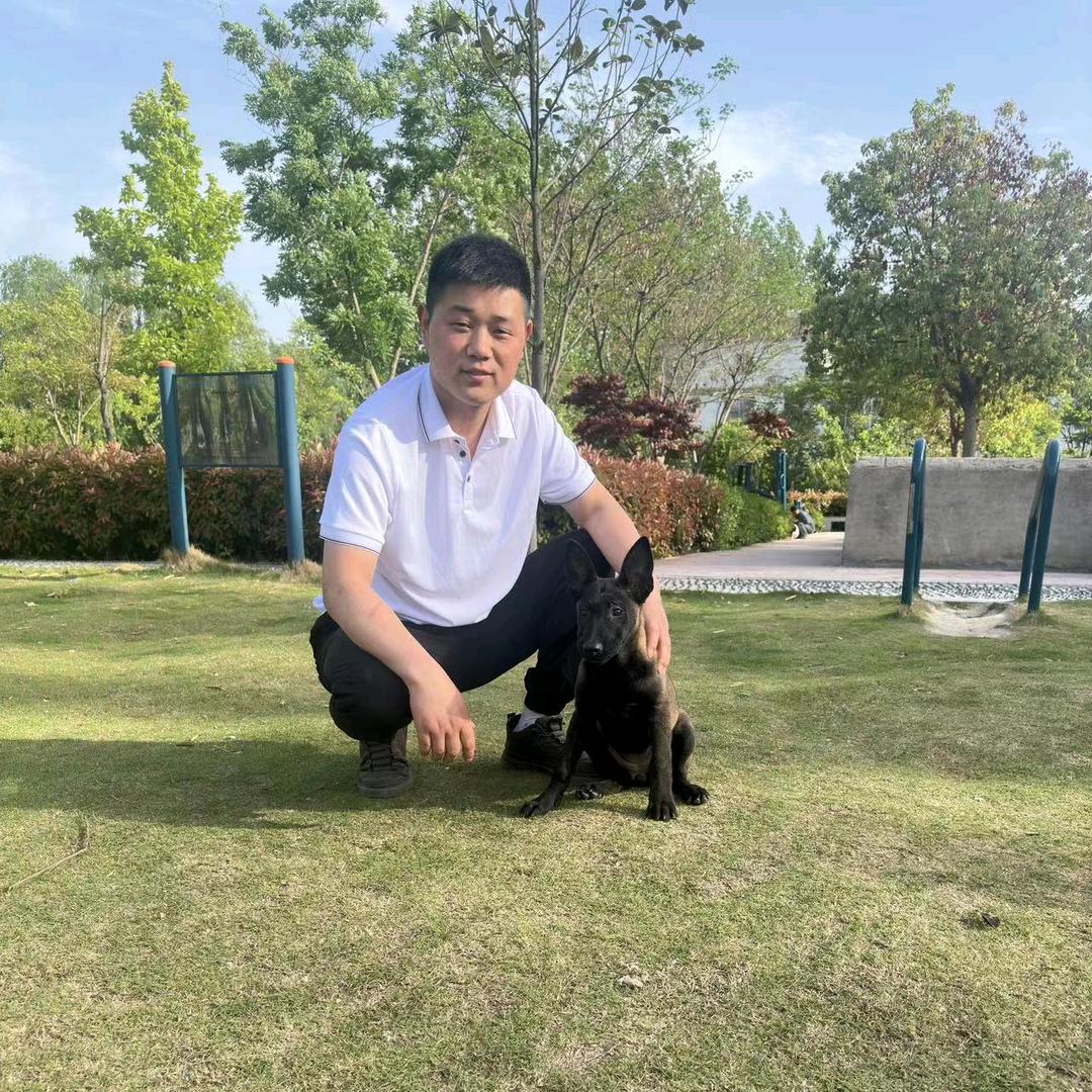 阿辉 黑马犬