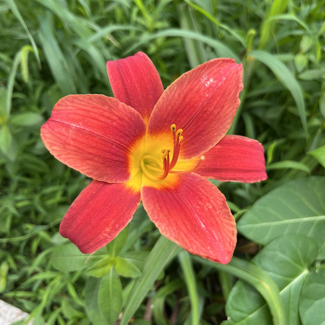 小玉米