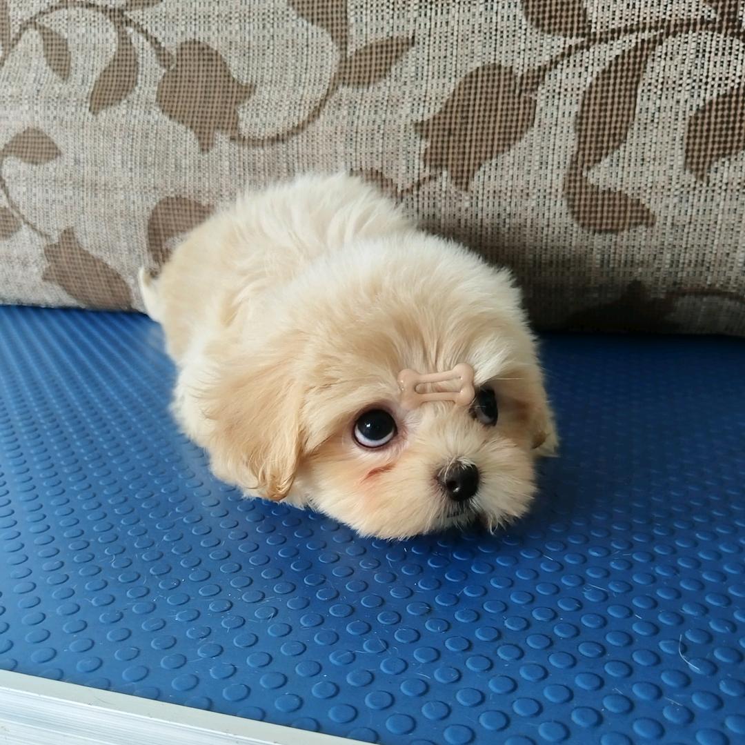 🇨🇳风飘香🇨🇳