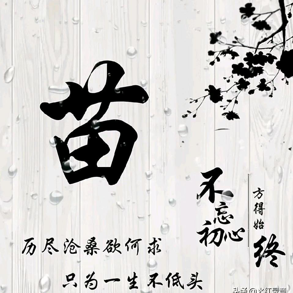 志高，只烤新鲜羊肉串，全羊预订