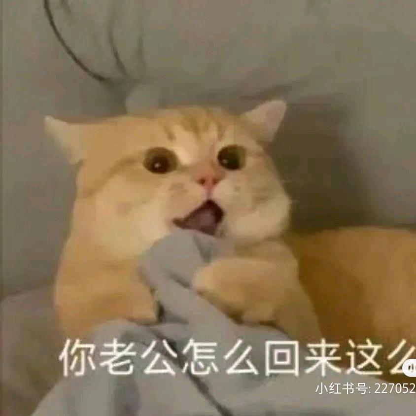 晚安羊羊