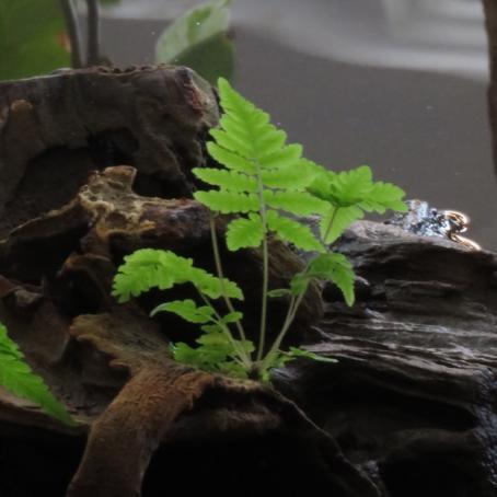 比咖啡还浓的茶