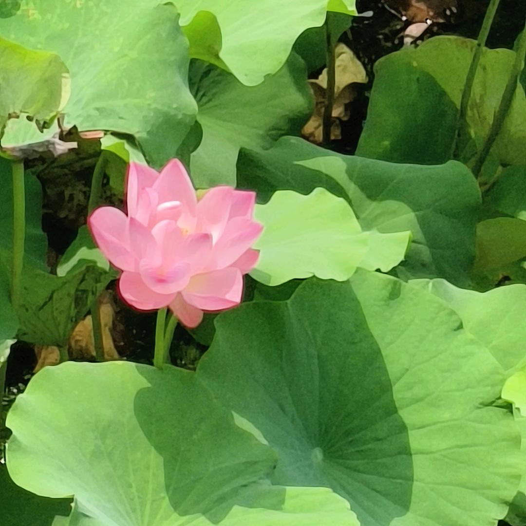 中年少女（拒绝连赞）