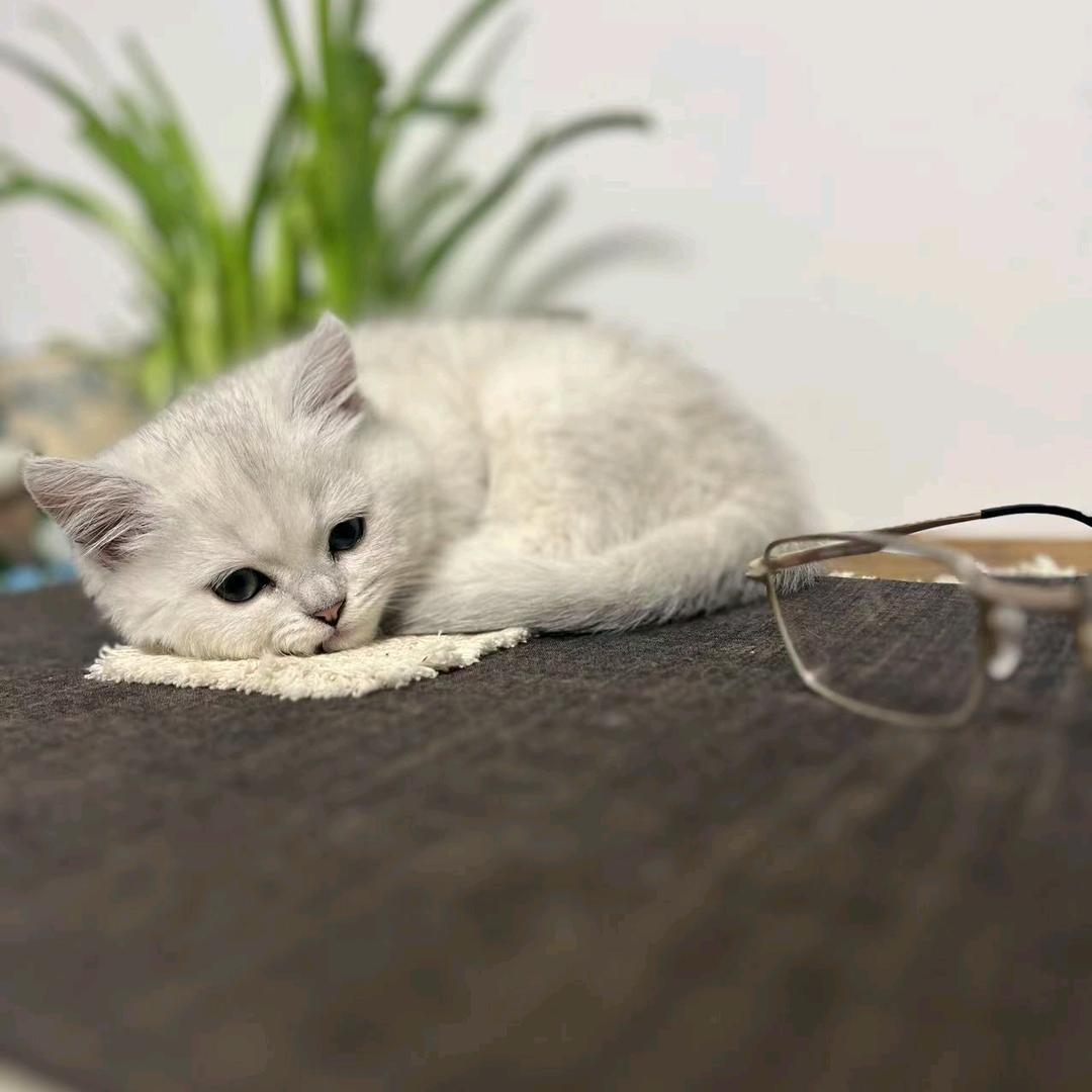 团子^_^